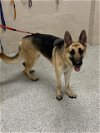 adoptable Dog in conroe, TX named ERIN