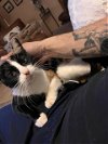 adoptable Cat in conroe, TX named NUNA