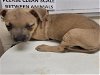adoptable Dog in , TX named A399052