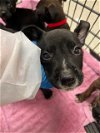 adoptable Dog in , TX named A399025