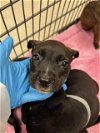 adoptable Dog in , TX named A399026