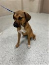 adoptable Dog in conroe, TX named FLORDIA