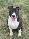 adoptable Dog in Conroe, TX named SANSA