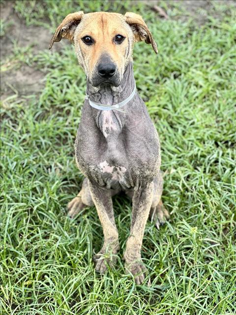 adoptable Dog in Conroe, TX named BERNADETTE