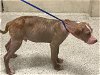adoptable Dog in  named WATERMELON CRAWL