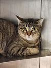 adoptable Cat in Conroe, TX named JUNE