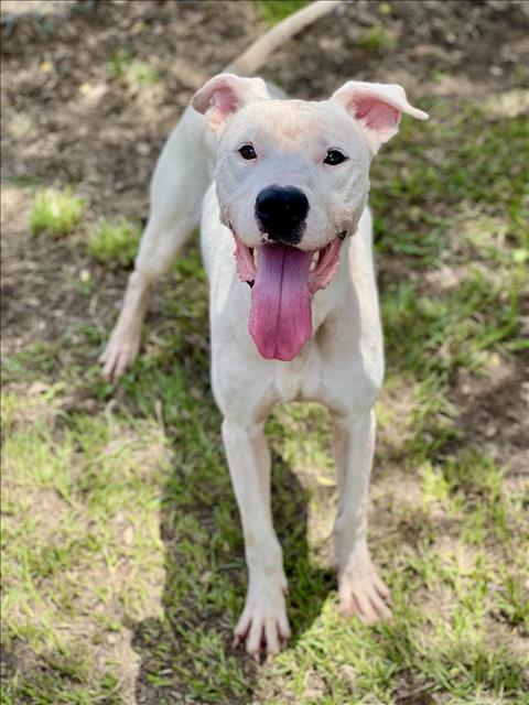 adoptable Dog in Conroe, TX named DUCKIE