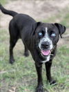 adoptable Dog in Conroe, TX named PRETZEL