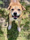 adoptable Dog in Conroe, TX named NEBRASKA