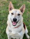 adoptable Dog in , TX named CLOVER