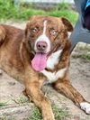 adoptable Dog in Conroe, TX named FRASIER