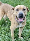 adoptable Dog in Conroe, TX named WAGNER