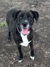 adoptable Dog in Conroe, TX named ELLIE