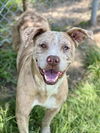 adoptable Dog in Conroe, TX named BOOKER