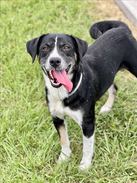 adoptable Dog in Conroe, TX named CAROLINA