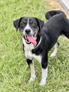 adoptable Dog in Conroe, TX named CAROLINA