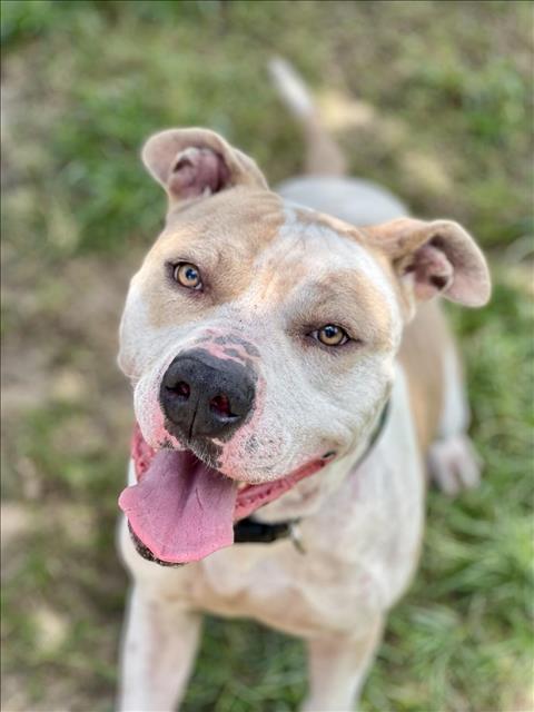 adoptable Dog in Conroe, TX named RUFFIO