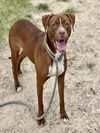 adoptable Dog in Conroe, TX named MILAN