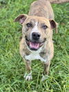 adoptable Dog in Conroe, TX named CLARE