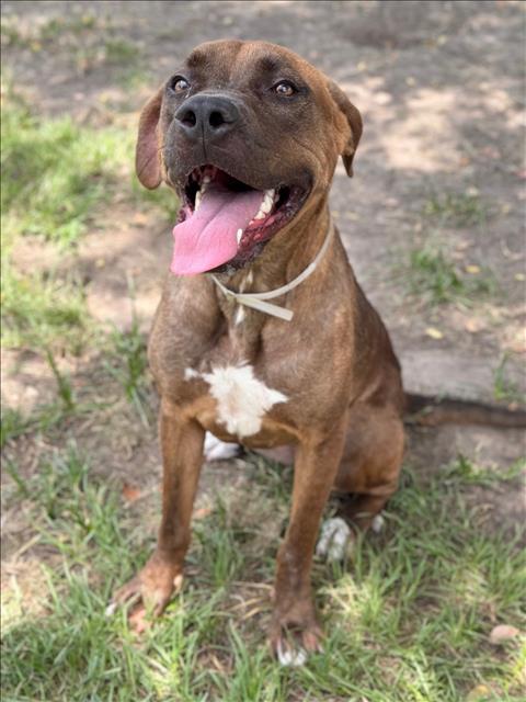 adoptable Dog in Conroe, TX named NUTELLA