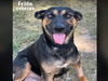 adoptable Dog in Conroe, TX named FRIDA