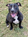 adoptable Dog in Conroe, TX named ZULA