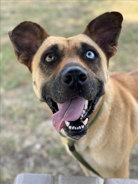 adoptable Dog in Conroe, TX named CORAL