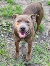 adoptable Dog in Conroe, TX named RIO