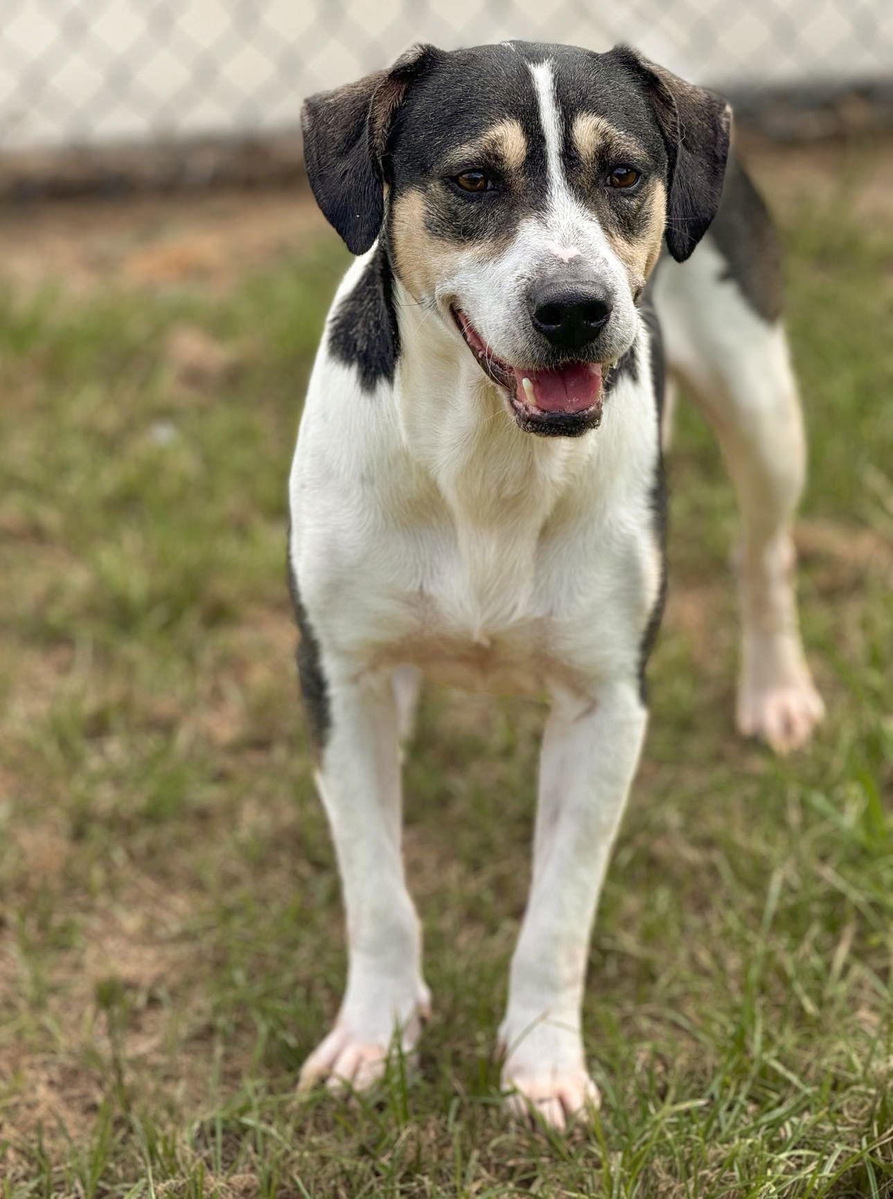 adoptable Dog in Conroe, TX named SANTIAGO