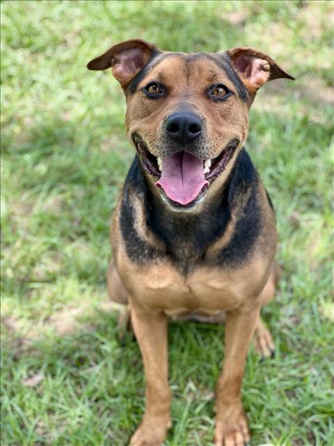 adoptable Dog in Conroe, TX named JAHEIRA