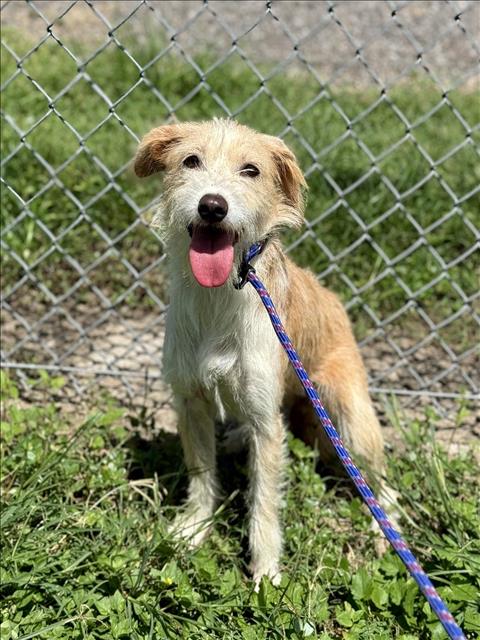 adoptable Dog in Conroe, TX named PONYO