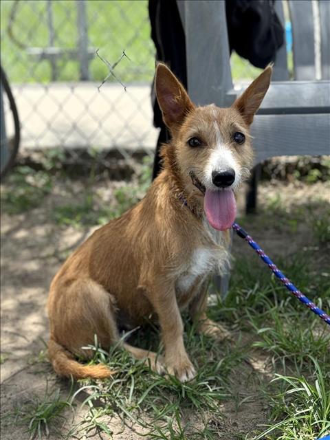 adoptable Dog in Conroe, TX named JOAN