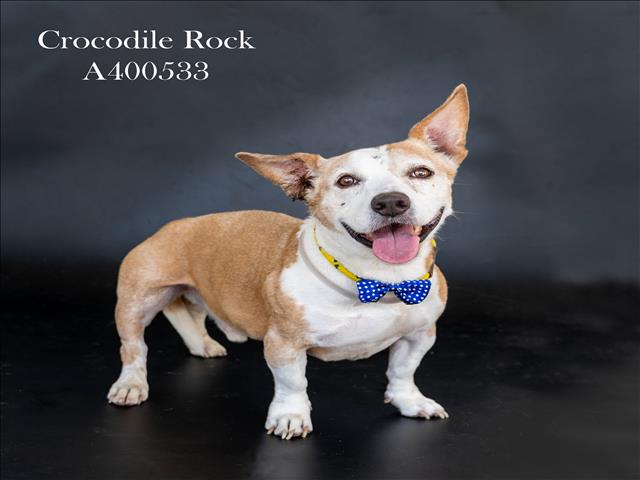 adoptable Dog in Conroe, TX named CROCODILE ROCK