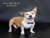 adoptable Dog in  named CROCODILE ROCK