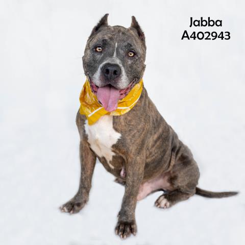 adoptable Dog in Conroe, TX named JABBA