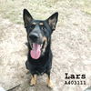 adoptable Dog in Conroe, TX named LARS