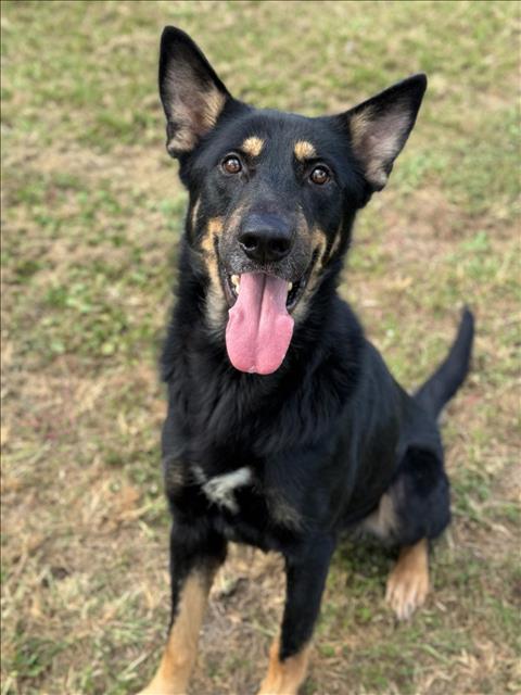 adoptable Dog in Conroe, TX named LARS