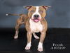 adoptable Dog in Conroe, TX named FEZZIK