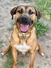 adoptable Dog in Conroe, TX named ANGUS