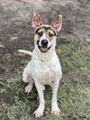 adoptable Dog in Conroe, TX named RONAN