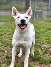 adoptable Dog in Conroe, TX named ELIZA