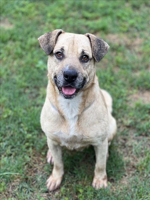 adoptable Dog in Conroe, TX named WYLIE