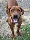 adoptable Dog in Conroe, TX named REBA