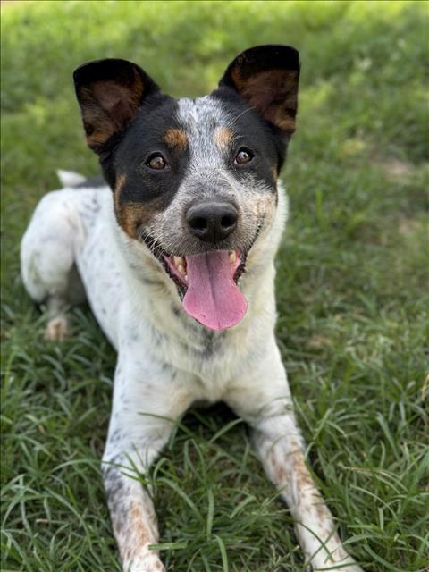 adoptable Dog in Conroe, TX named TAJIN