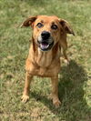 adoptable Dog in Conroe, TX named GERTIE