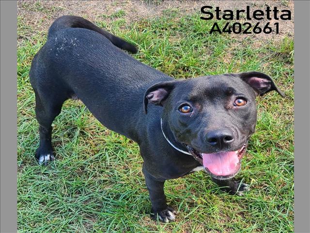 adoptable Dog in Conroe, TX named STARLETTA