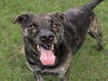 adoptable Dog in Conroe, TX named PHILLIP