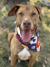 adoptable Dog in Conroe, TX named GEORGE