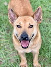 adoptable Dog in Conroe, TX named EMMA STONE