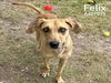 adoptable Dog in Conroe, TX named FELIX